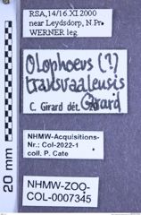 Etikette zu Olophoeus transvaalensis (Girard, 1974) (NHMW-ZOO-COL-0007345)